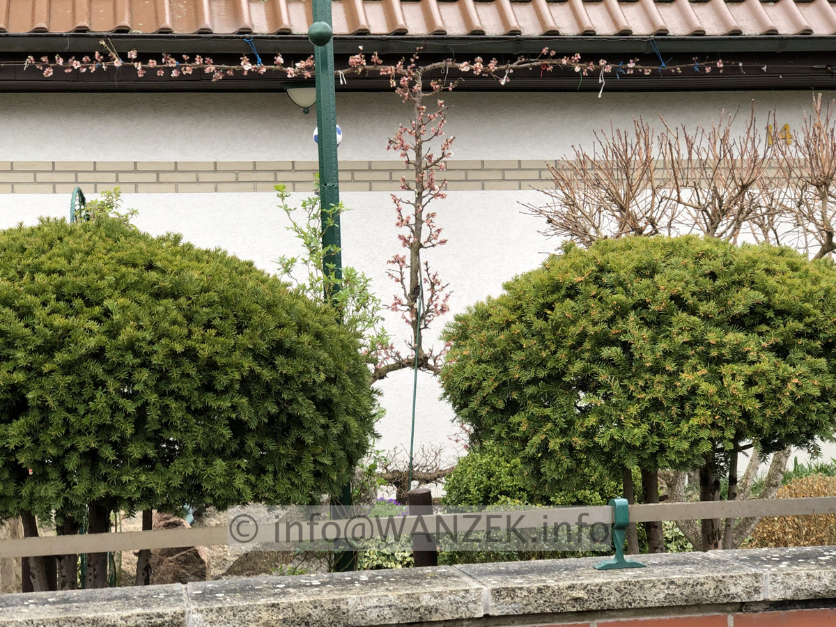 Aprikose als Spalier 02.JPG